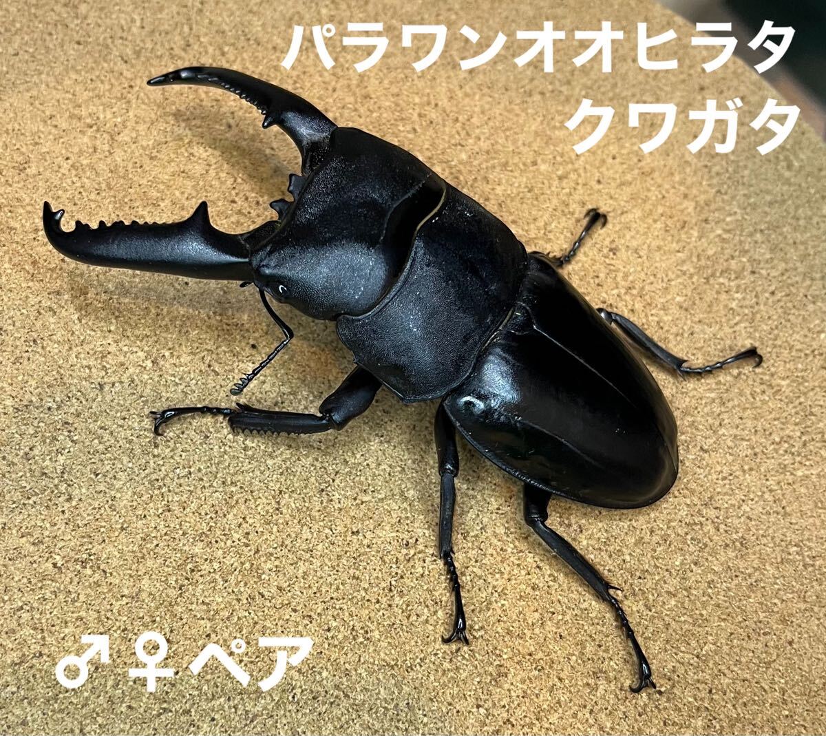 Yahoo!オークション - パラワンオオヒラタクワガタ 020 キラ