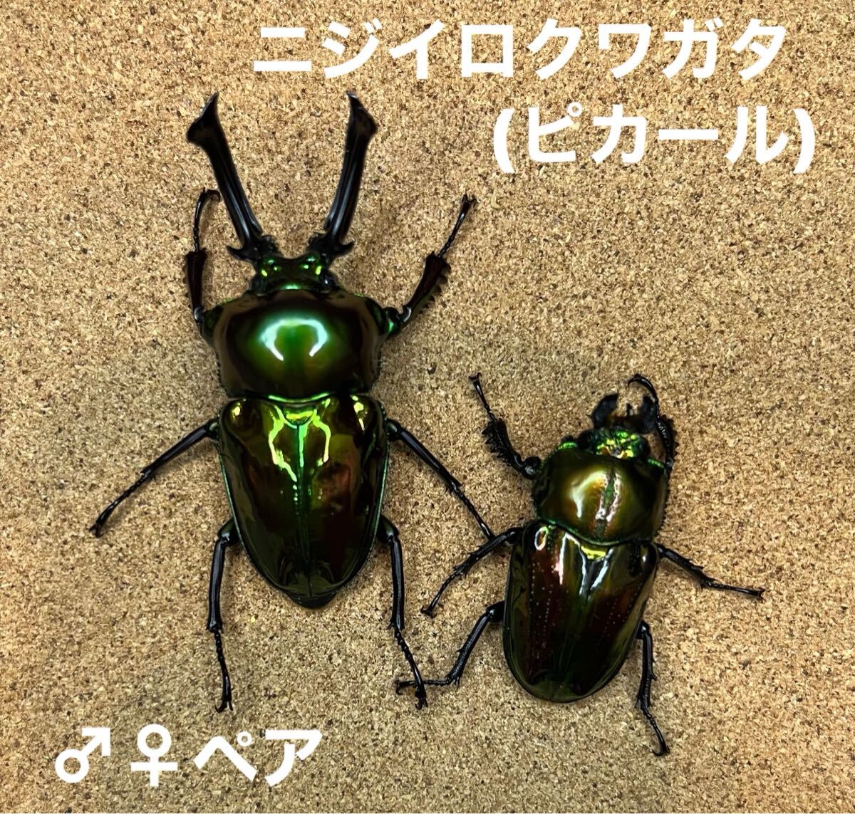 2025年最新】高品質なニジイロクワガタピカールの商品一覧