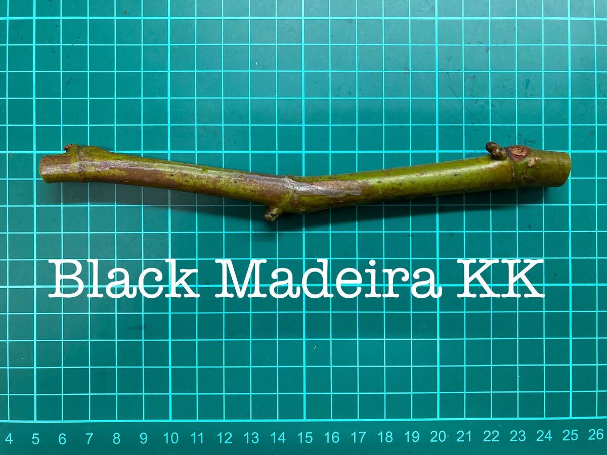 Yahoo!オークション -「イチジク black madeira kk」(苗 Yahoo!オークション -「イチジク black madeira kk」(苗