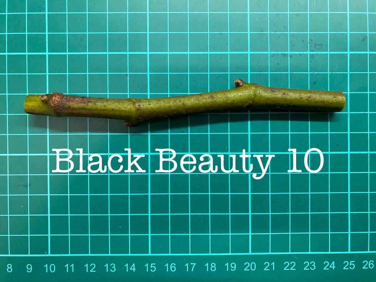 Yahoo!オークション -「black beauty」(花、園芸) の落札相場 Yahoo!オークション -「black beauty」(花、園芸) の落札相場