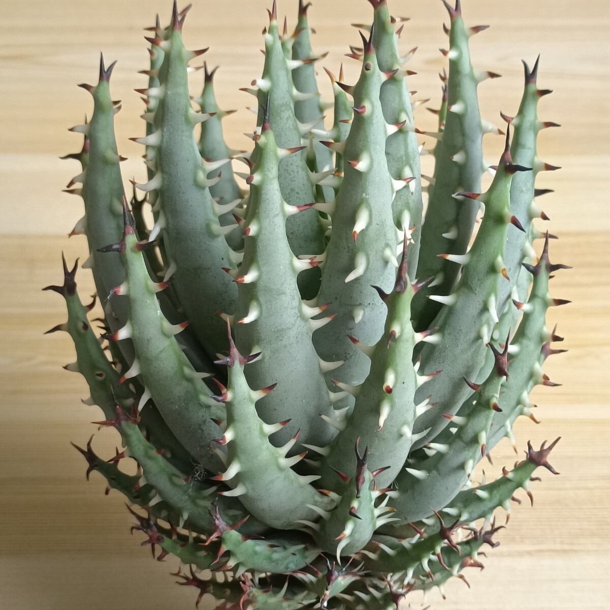 Đấu giá Aloe Yahoo Auction Nhật Bản giá tốt trên Megabuy Japan Đấu giá Aloe Yahoo Auction Nhật Bản giá tốt trên Megabuy Japan