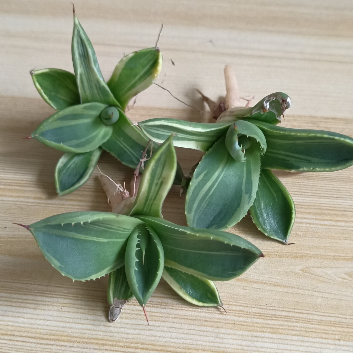 アガベ パリー トランカータ ライムストリーク | Agave Rocon