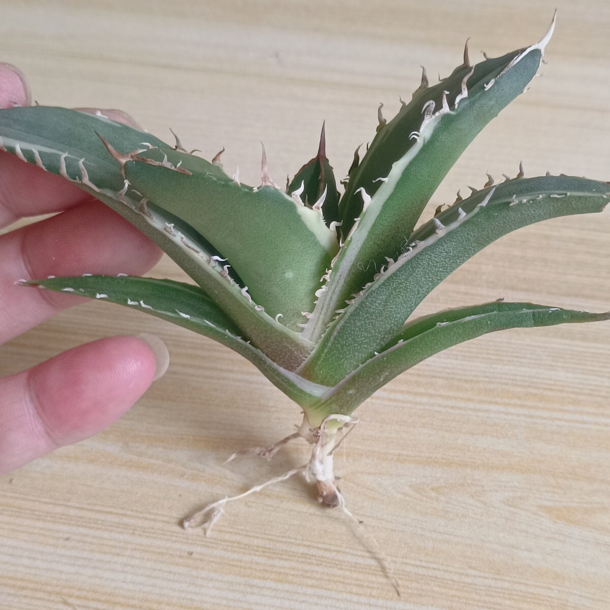 Yahoo!オークション -「アガベ 白鯨錦」(アガベ) (観葉植物)の Yahoo!オークション -「アガベ 白鯨錦」(アガベ) (観葉植物)の