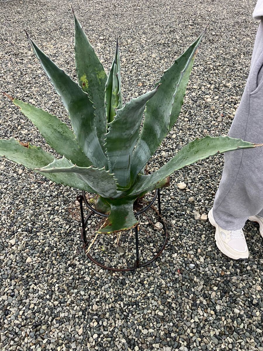 Yahoo!オークション -「アガベ シルバーサーファー」(観葉植物 Yahoo!オークション -「アガベ シルバーサーファー」(観葉植物