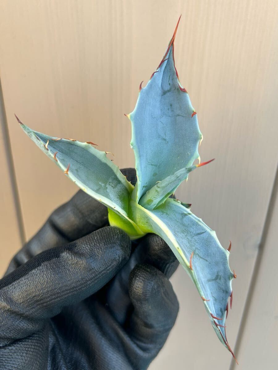 Yahoo!オークション -「seastar」(アガベ) (観葉植物)の落札相場 Yahoo!オークション -「seastar」(アガベ) (観葉植物)の落札相場