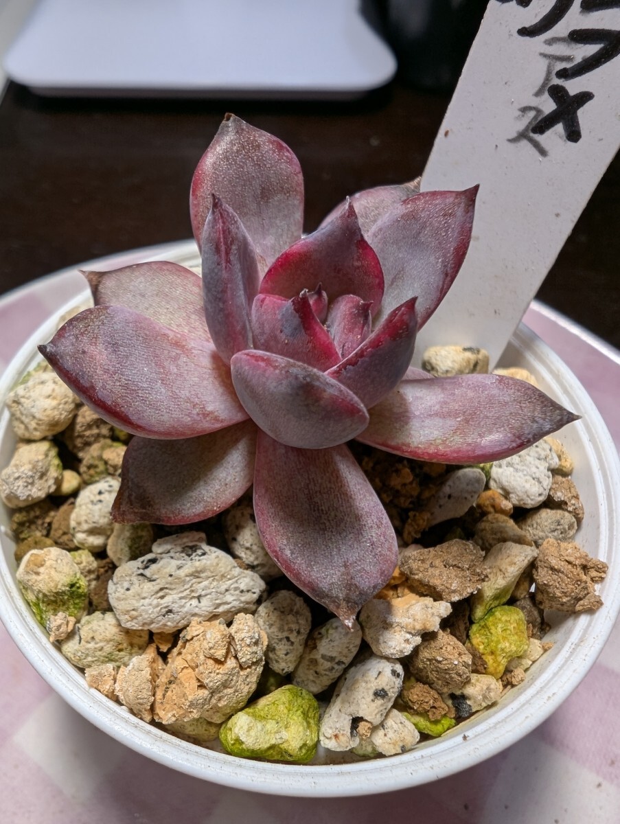 2025年最新】Yahoo!オークション -多肉植物おらいさん苗の中古品 2025年最新】Yahoo!オークション -多肉植物おらいさん苗の中古品
