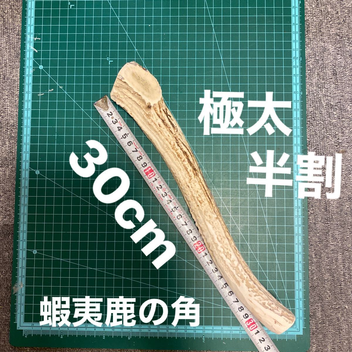2025年最新】Yahoo!オークション -シカ 角の中古品・新品・未 2025年最新】Yahoo!オークション -シカ 角の中古品・新品・未