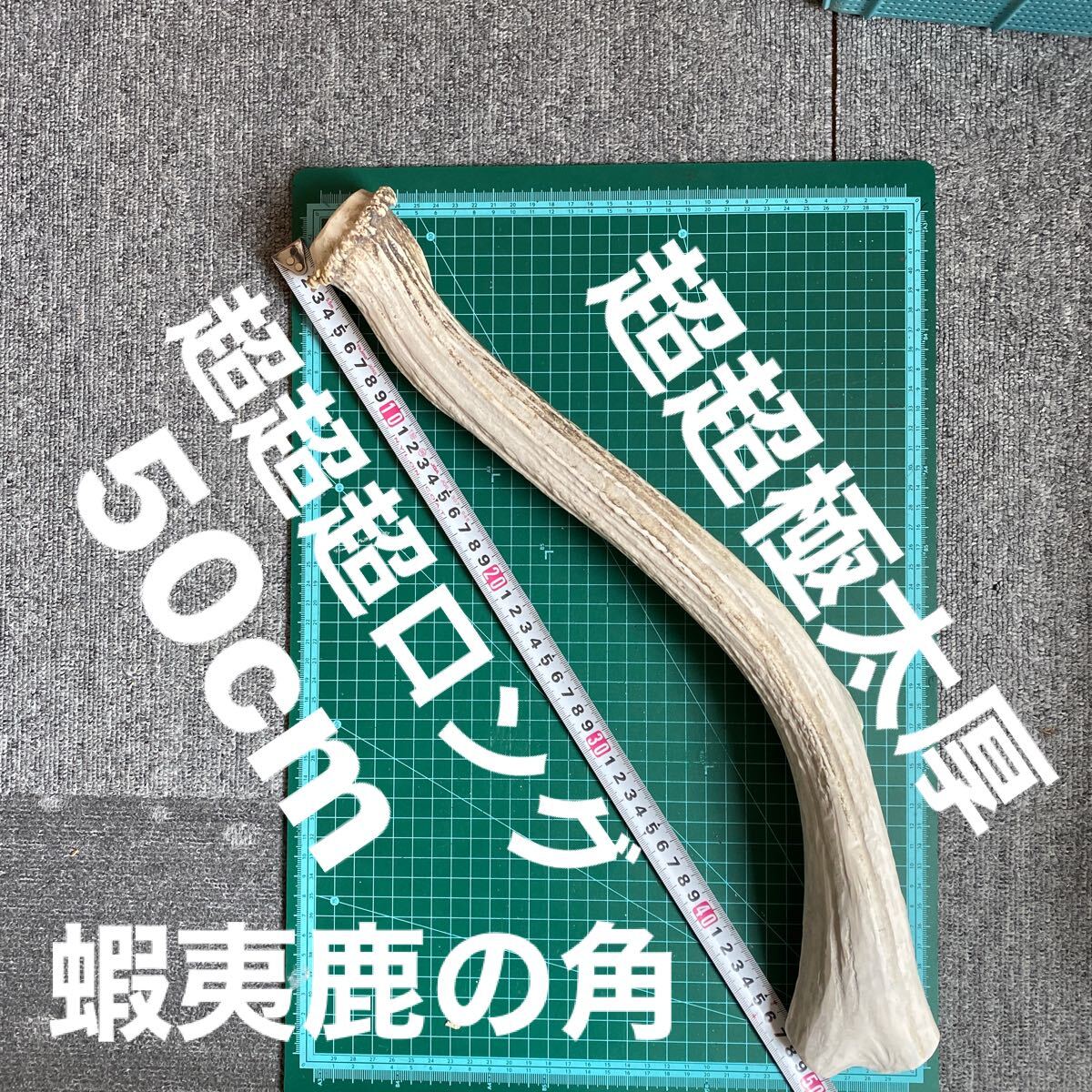 2025年最新】Yahoo!オークション -シカ 角の中古品・新品・未 2025年最新】Yahoo!オークション -シカ 角の中古品・新品・未