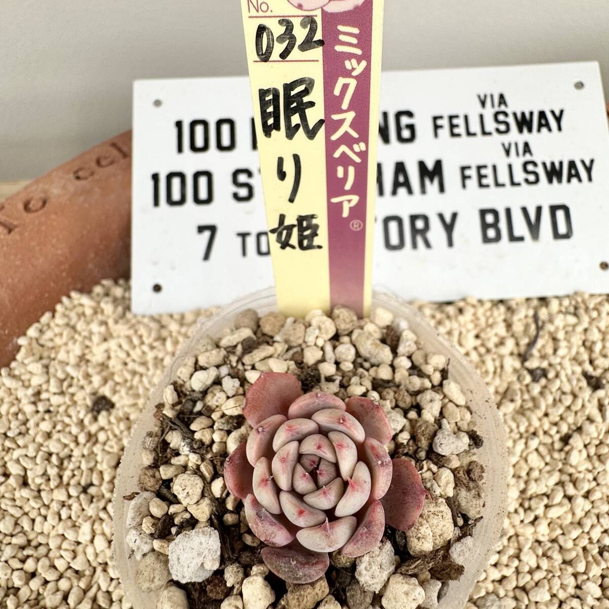 2025年最新】Yahoo!オークション -多肉植物おらいさん苗の中古品 2025年最新】Yahoo!オークション -多肉植物おらいさん苗の中古品