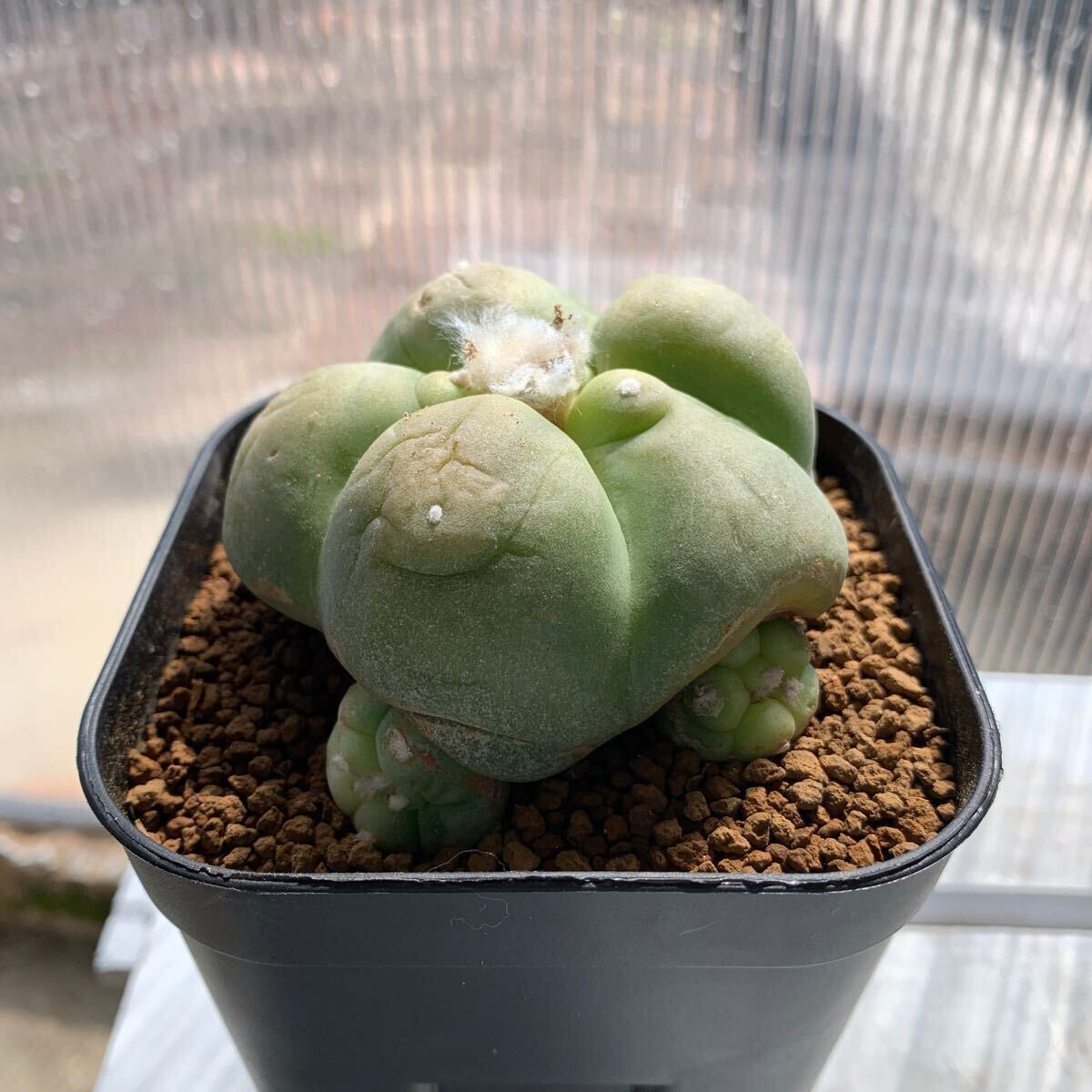 hiroshi nomura | Lophophora diffusa. ロフォフォラ属 翠冠玉