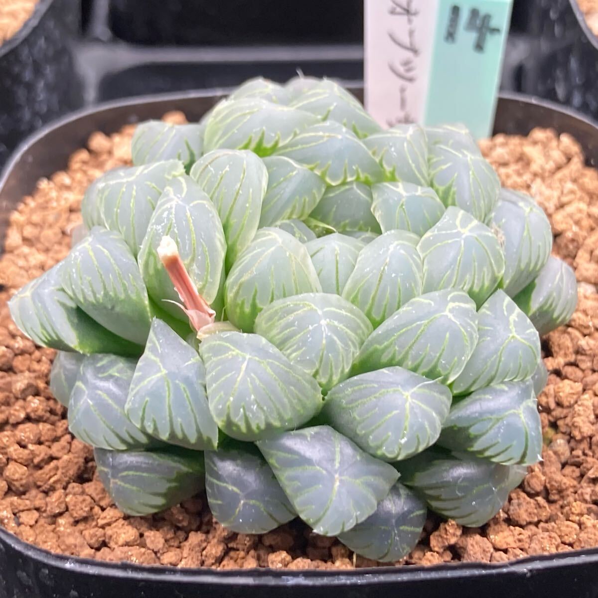 2025年最新】Yahoo!オークション -多肉植物ハオルチア(花、園芸 2025年最新】Yahoo!オークション -多肉植物ハオルチア(花、園芸