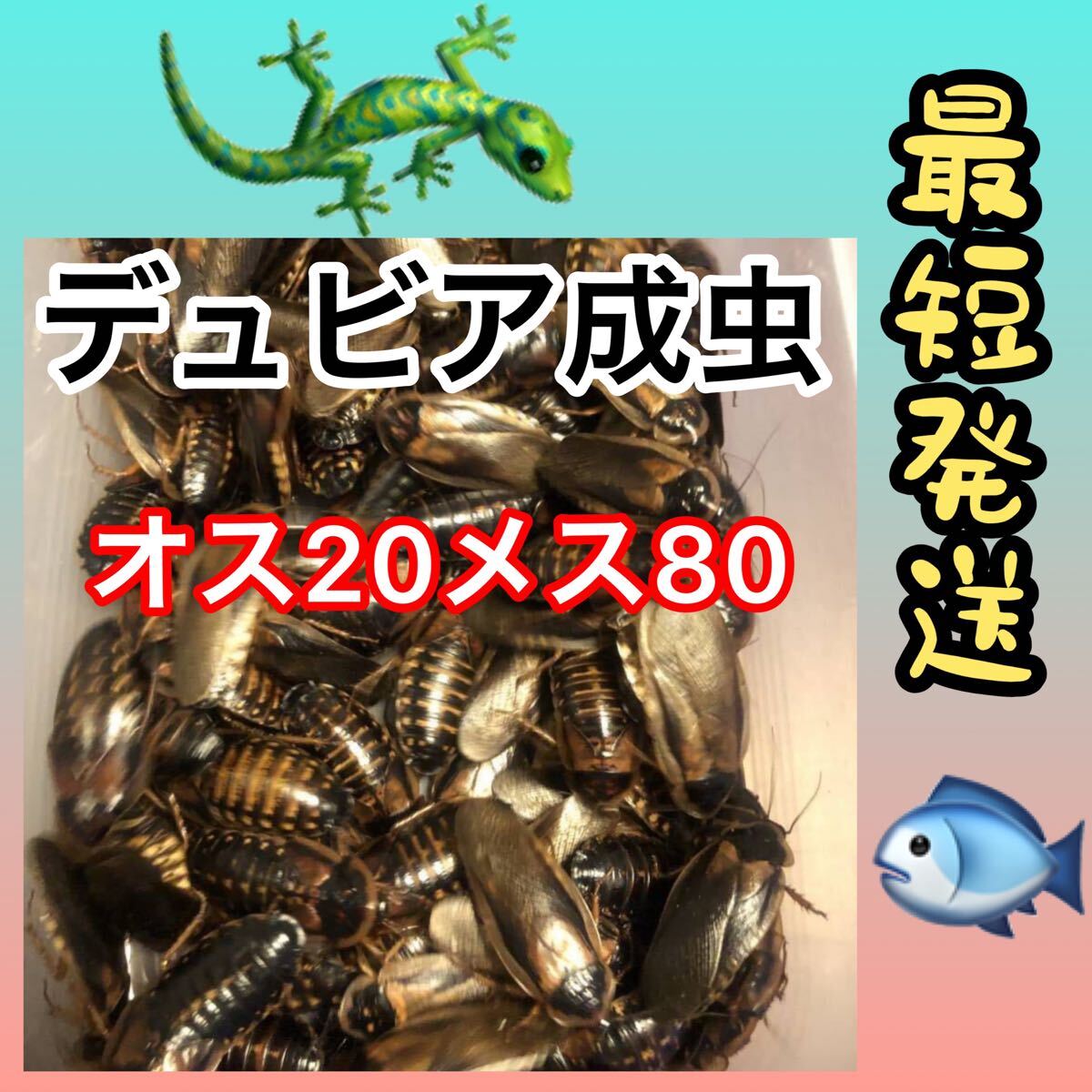 2025年最新】Yahoo!オークション -デュビア成虫の中古品・新品 2025年最新】Yahoo!オークション -デュビア成虫の中古品・新品