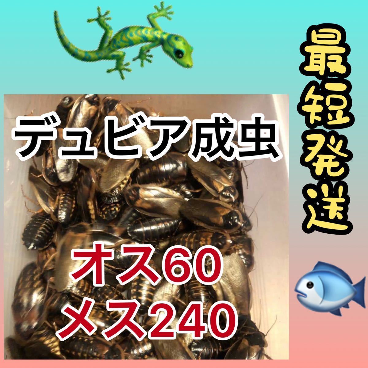 2025年最新】Yahoo!オークション -デュビア成虫の中古品・新品 2025年最新】Yahoo!オークション -デュビア成虫の中古品・新品