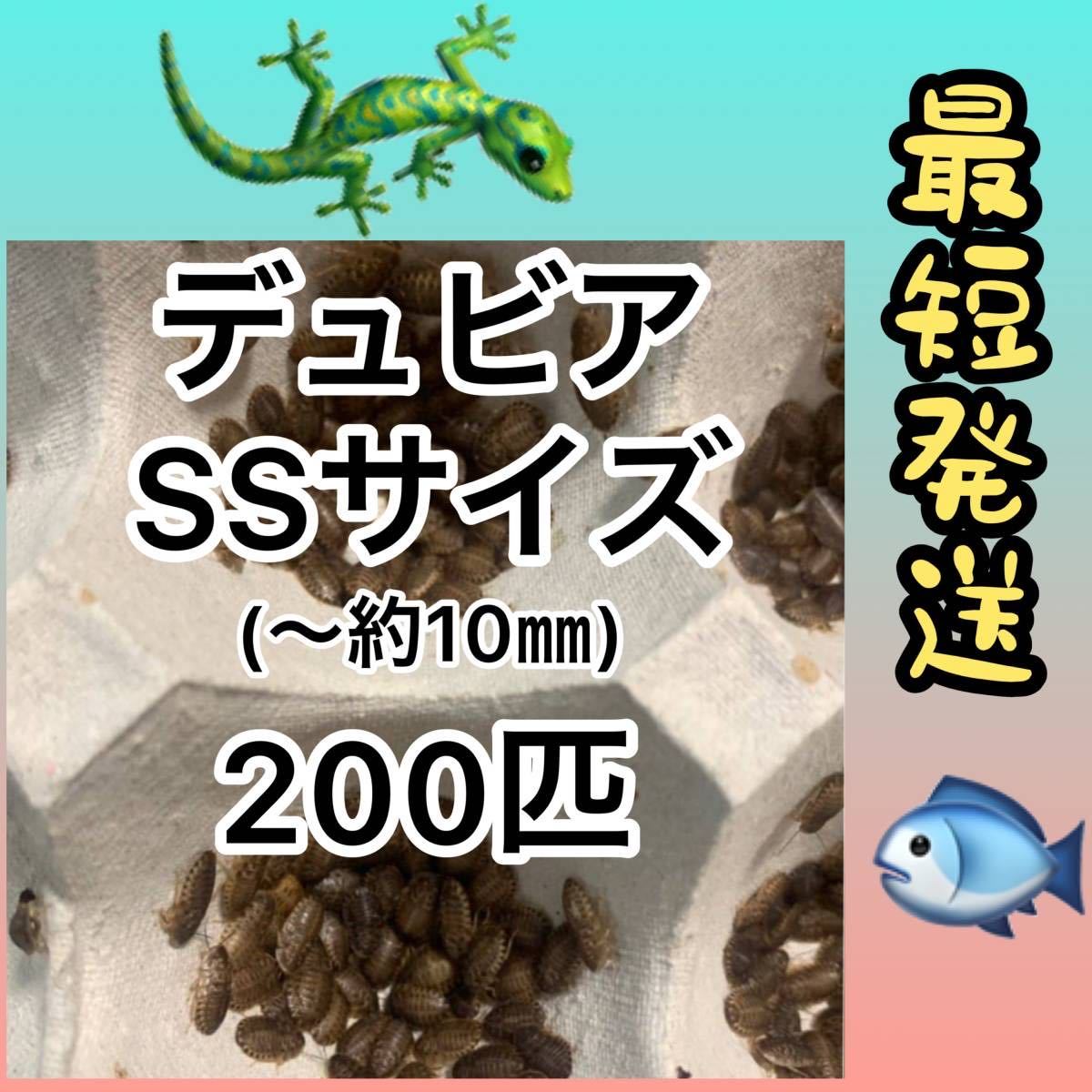 2025年最新】Yahoo!オークション -デュビア ssの中古品・新品 2025年最新】Yahoo!オークション -デュビア ssの中古品・新品