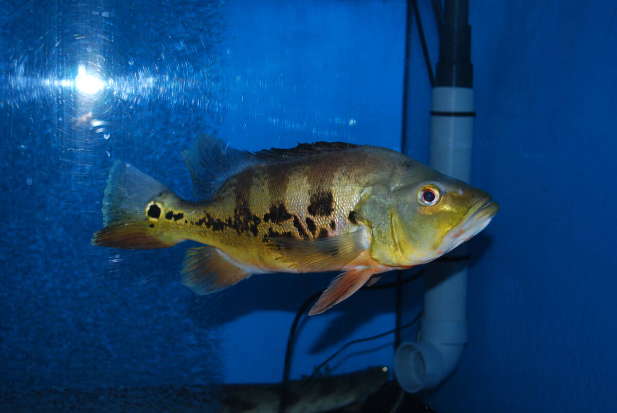 最も優遇 2025年最新】Yahoo!オークション -キクラ(魚類、水生生物)の中古 その他