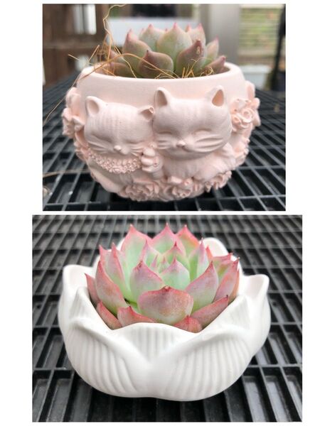 多肉植物&鉢セット カット苗 セメント鉢 2個セット 多肉鉢 サボテン鉢 植木鉢 寄せ植え