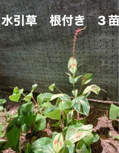 水引き草 山野草 斑入り 水引草 赤 多年草 宿根草 茶花 和風 ドライフラワー 茶道 生花 フラワーアレンジメント スワッグ