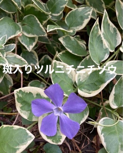 斑入りニチニチソウ 抜き苗3本 グランドカバー 多年草 宿根草 ハンギングプランツ 蔓性植物 紫の花 春の花