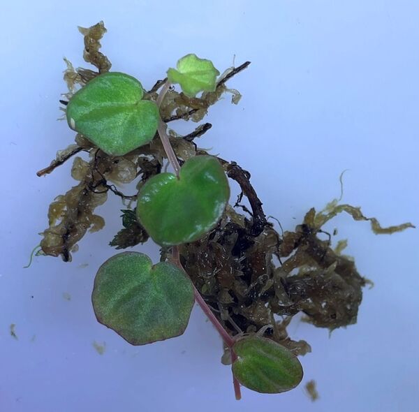 begonia lichenora ベゴニア リケノラ トリミング株