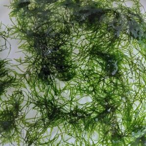 ウィローモス 50g +α 無農薬