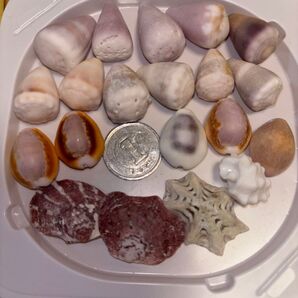 天然貝殻