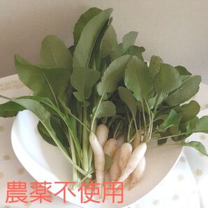 【農薬不使用】小松菜+小さい大根
