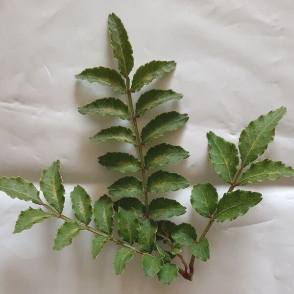 【農薬不使用】木の芽 山椒の葉 10枚