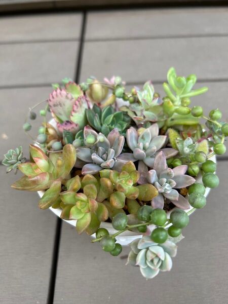 多肉植物 寄せ植え1点