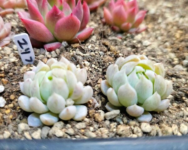 韓国苗 エケベリア ユリファ 多肉植物 抜き苗 ネコポス発送☆