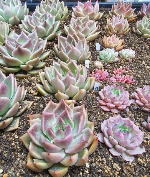 安心の抜き苗☆ 韓国苗 エケベリア シムランス×ロメオ 多肉植物【小】