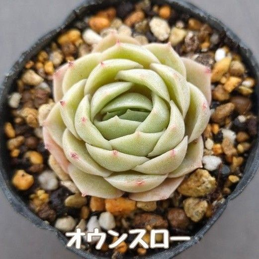 多肉植物 オウンスロー 抜き苗