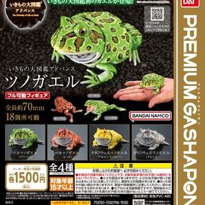 いきもの大図鑑アドバンス ツノガエル アルビノイエロー