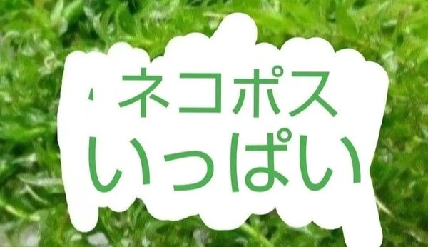 アナカリス 水草 無農薬 大量
