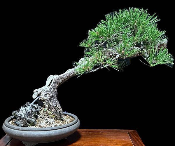 【盆栽屋大和】黒松 盆栽 樹齢60年 取りに来れる方大歓迎 自社配送も可 大品 即展示品 (黒松杜松五葉松皐月欅楓糸魚川真柏)