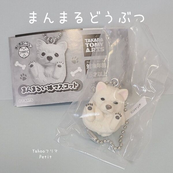 まんまるどうぶつ まんまるいぬマスコット 柴犬 白