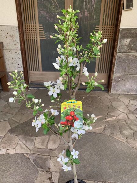 姫りんご 蕾たっぷり 鉢ごと発送
