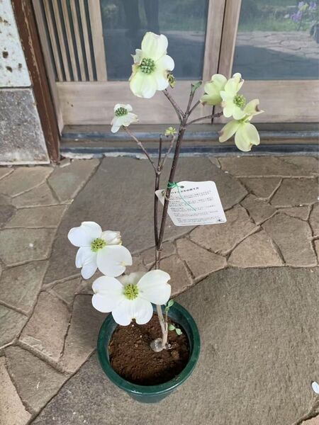 ハナミズキ苗木 鉢ごと発送