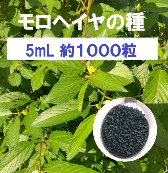 モロヘイヤの種 2024年採種 5mL 約1000粒