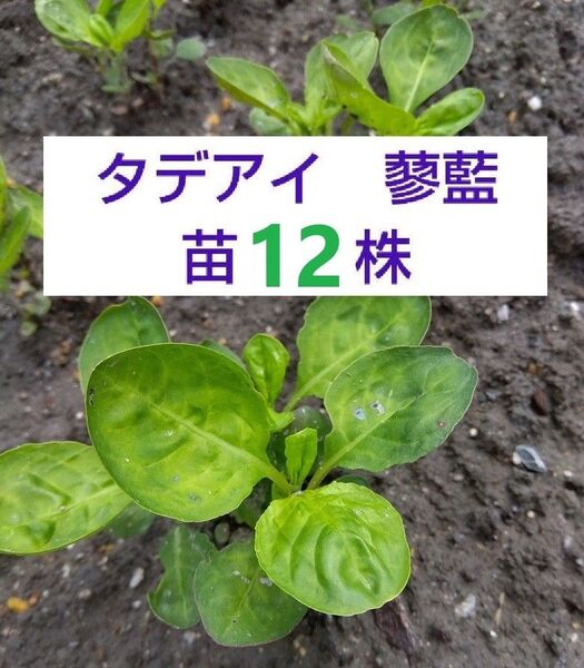 【ネコポス】タデアイ 蓼藍苗12株 抜き苗 藍染め