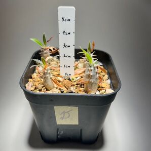 D パキポディウム グラキリス 実生 4株〔4/24撮影〕鉢のまま発送