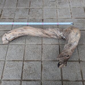 北海道 天然 水槽用淡水流木 約40cm 自然木の色合い