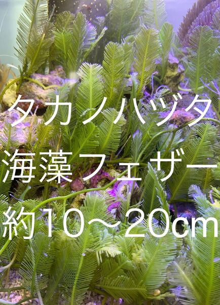 タカノハヅタ フェザー フェザープランツ マリンプランツ 水草 海藻 海草 海水魚 鷹の葉ヅタ リフジウム水槽 マリンアクア