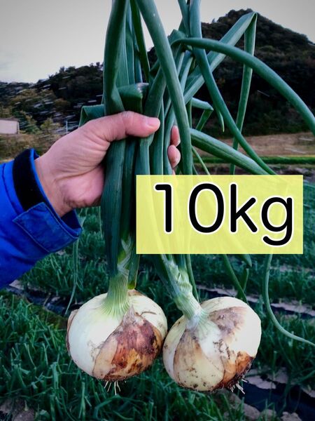 淡路島産 極早生新玉ねぎ10kg