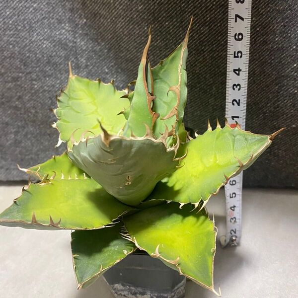 アガベ チタノタ ブルー実生/チタノタ 多肉 観葉植物