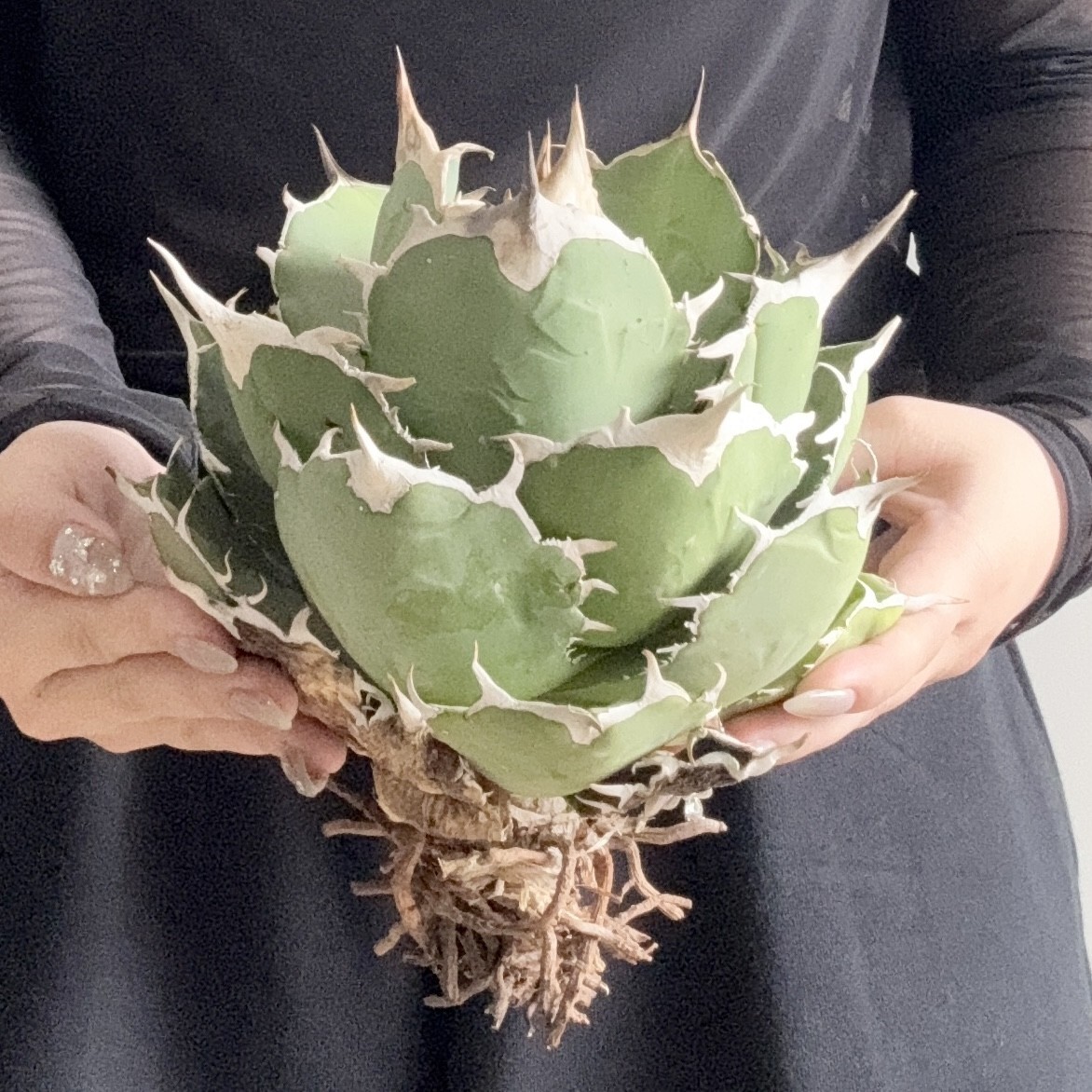 Yahoo!オークション -「イラン イラン」(観葉植物) の落札相場 Yahoo!オークション -「イラン イラン」(観葉植物) の落札相場