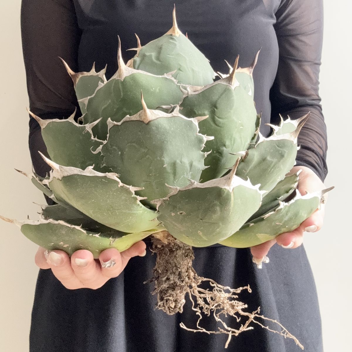 Yahoo!オークション -「ローズ(」(アガベ) (観葉植物)の落札相場 Yahoo!オークション -「ローズ(」(アガベ) (観葉植物)の落札相場