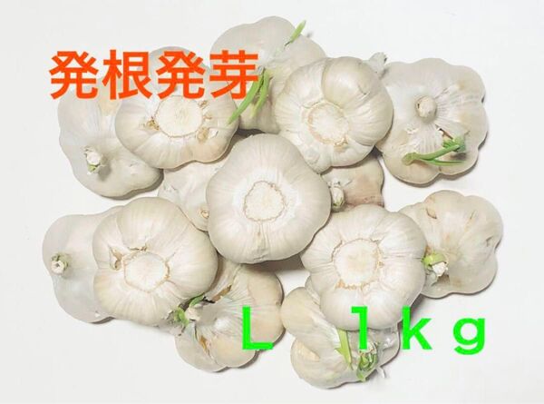 青森県産にんにく L 1kg 発芽にんにく 栄養満点