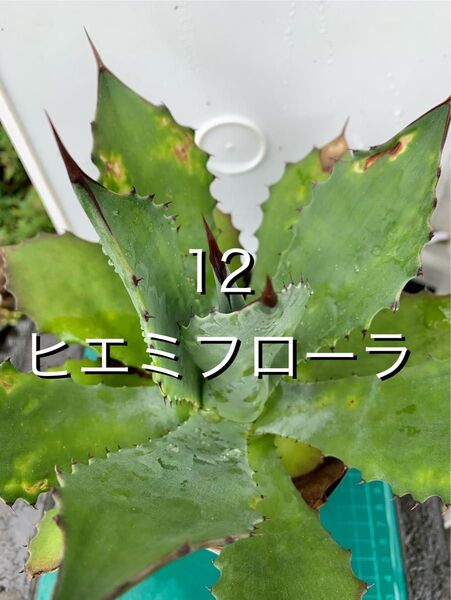 12 アガベ ヒエミフローラ 抜苗 Agave hiemiflora