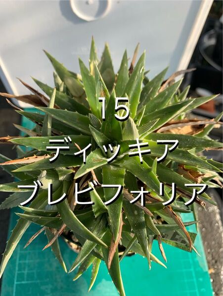 15 ディッキア ブレビフォリア 群生 brevifolia