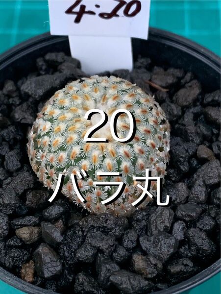 20 バラ丸 鉢付 Turbinicarpus valdezianus